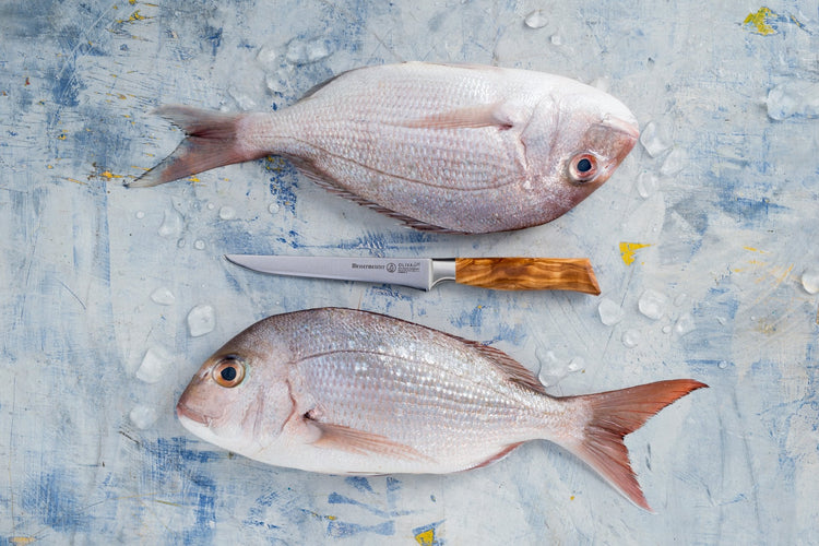 Oliva Elité Knife_Fish